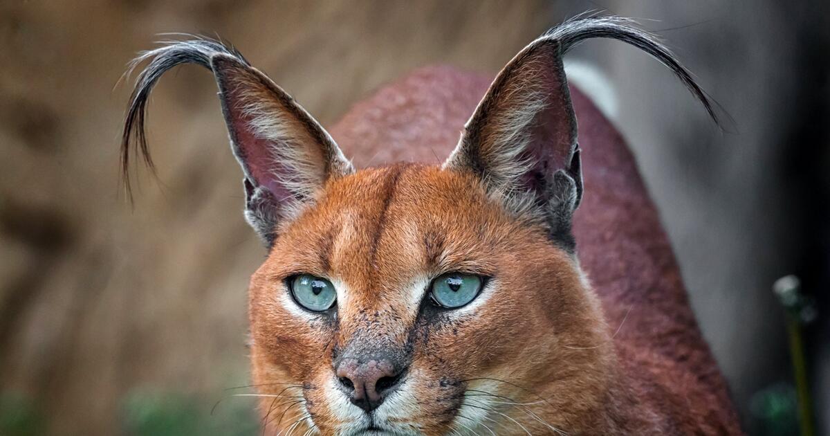 Каракал кошка фото и описание