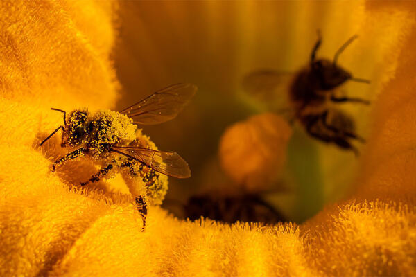 Всемирный день пчел: как защищают хранительниц природы