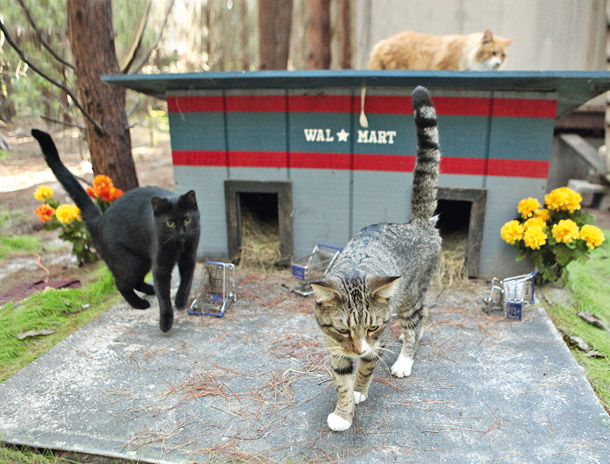 Зеленоград город кошек