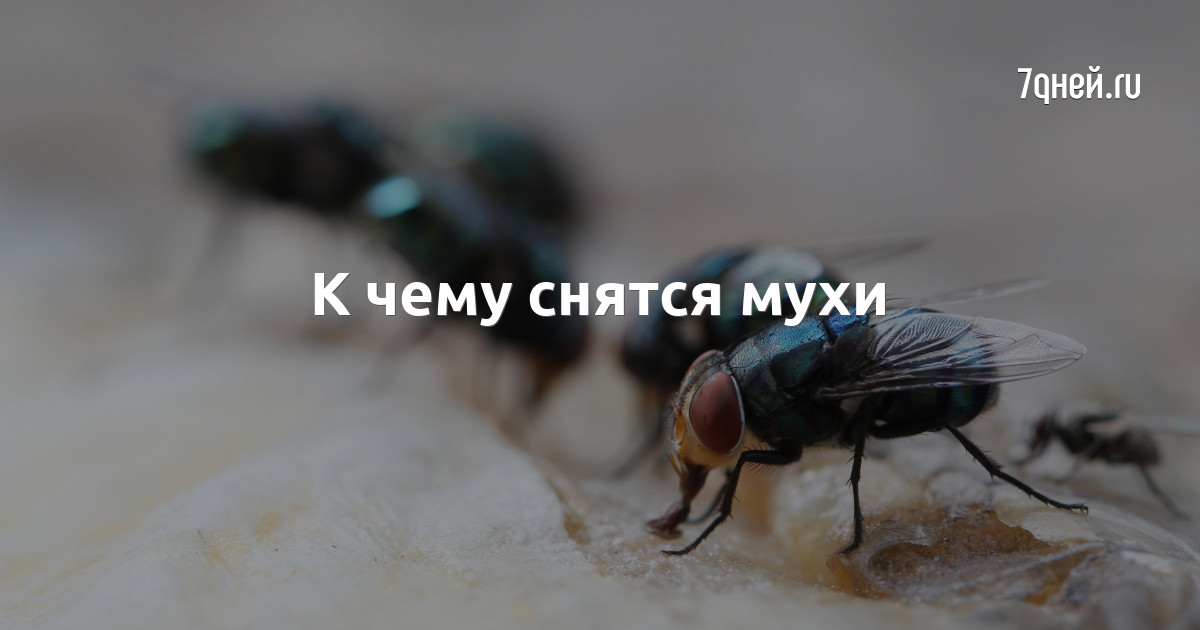 К чему снятся мухи. Мухи во сне. К чему снится много мух. К чему снятся мухи во сне женщине. К чему снится много мух во сне женщине.