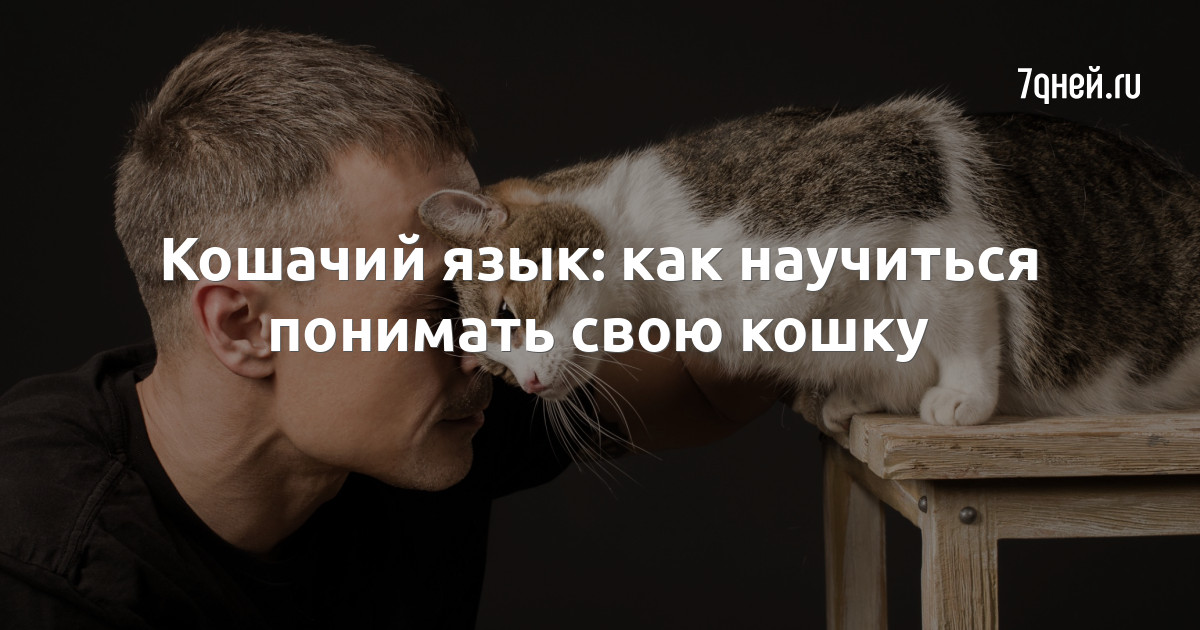 Программа для андроид кошачий язык